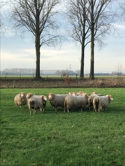 holland sheep