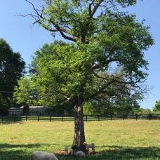 babies by the tree day one out on pasture